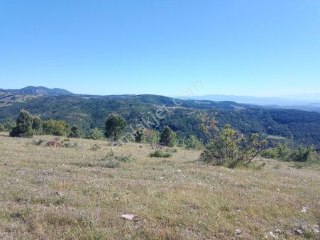 Akhisar Doğankaya'da Hesaplı Satılık 17 Dönüm Tarla