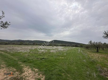 Bergama/kurfallı Mahallesinde Satılık 21.615 M2 Tarla