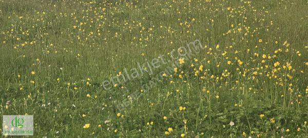 Atakum Sarayköy'de Yerleşim Alanı İçerisinde 3 Dönüm Tarla