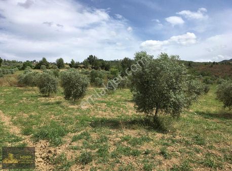 Muğla Menteşe 15.110 M2 Verimli Zeytinlik