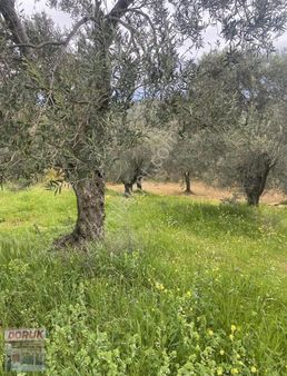 Pelitköy De Deniz Manzaralı Satılık Yatırımlık Zeytinlik