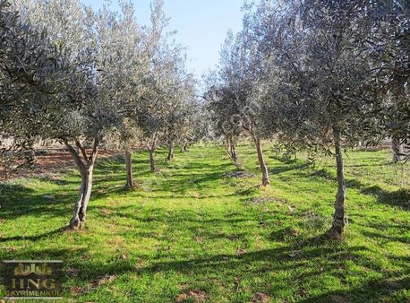 A. Arılda Satlık Arazi