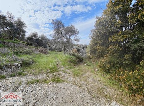 Güven Emlaktan Satılık Tire Gökçen Köyünde 2370 M2 Zeytinlik