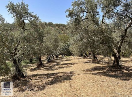 İznik Derbent Mahallesinde Bakımlı Zeytinlik