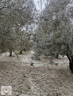 Çaltılı Mahallesi Yatırımlık Zeytin Bahçesi