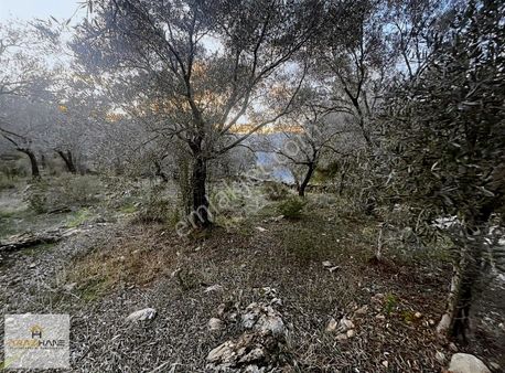 Milas Kırcağız Üstü Çamlıyurt Tapusu 25 Dönüm Zeytinli Tarla