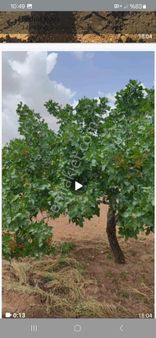 Karaköprü Akçahisar Da Satılık 40 Yaşlarında Fıstık Bahçesi