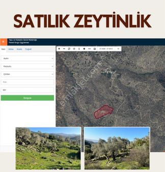 Aydın Karpuzlu 18.5 Dönüm Satılık Zeytinlik
