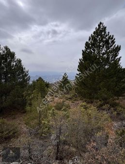 Asaf Gayrimenkul'den Yatırımlık Kelepir Tarla