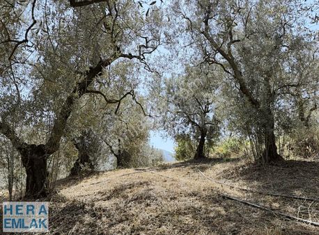 Kelepir Köy İçi Hobi Bahçesi, Göl Manzaralı, Resmi Yola Cephe