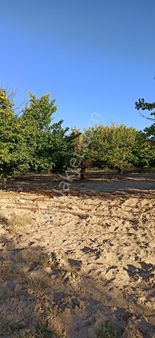 Erkan Emlaktan Akçadağ Doğu Mahallesinde Satılık 44 Dönüm Bahçe