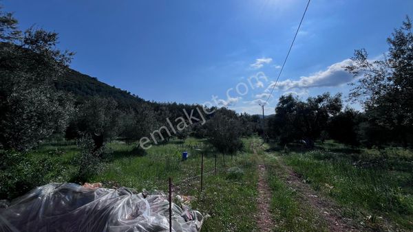 Stop’tan Göcek'te 3443m² %5 İmar Yol Su Elektrik Önünde Göcek 7km Satılık