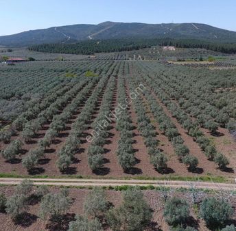 Emrah Emlaktan Selçıklı Mah Satılık Zeytinlik