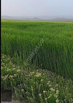 Arguvan Morhamam Mevkiinde Satılık 52.000m2 Verimli, Düz Arazi..