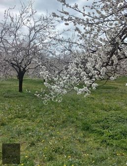 Kale Kumluyazı, Göl Manzaralı İçinde Ev Olan 1.792m2 Lüx Bahçe