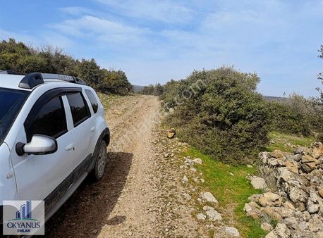 Sarıalan Da 7.500 M2 Zeytinlik , Tek Tapu , Yolu Var