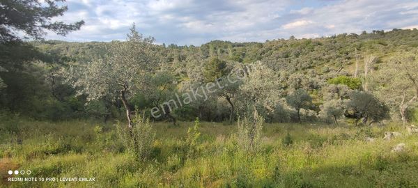 Milas Selimiye Kılavuz Mevkiinde Satılık Arazi