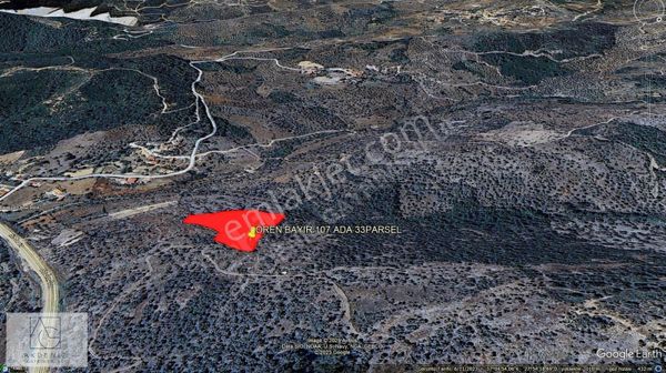 Milas Ören Bayır Köyünde Satılık Verimli Zeytinlik