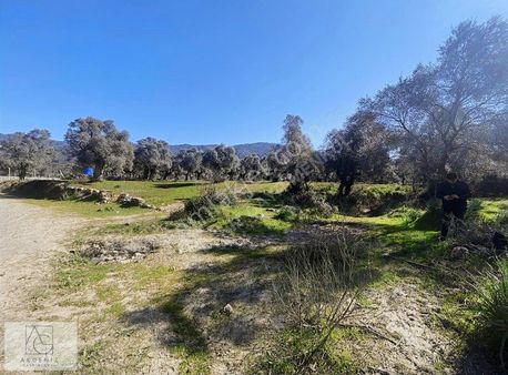 Milas Kızılcayıkıkda Asfalt Yola Cephe Dümdüz Zeytinlik