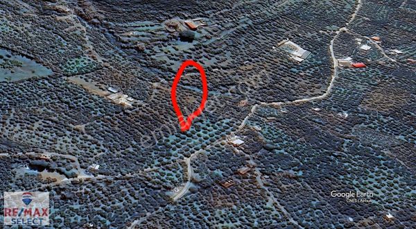 Değerli Lokasyon! Kadastral Yola Cephe, Denize Yakın Zeytinlik