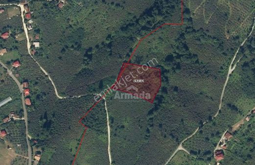 Ordu Hoşköy'de Deniz Ve Havaalanı Manzaralı Fındık Bahçesi