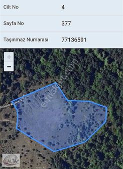 Orman Yeşillikler İçinde Tarla.