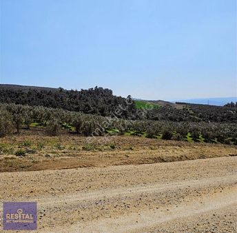 Mudanya Dereköy De Satılık 7358 M2 Tarla Resital Big 'de