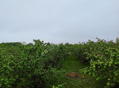 Alemdar Gayrimenkul Hendek Büyükdere Mah.satılık Fındık Bahçesi
