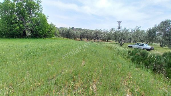 Denıze 500m Mesafede Satılık Zeytinlik