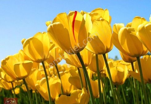 Küçük Yatırımcıya Arsa