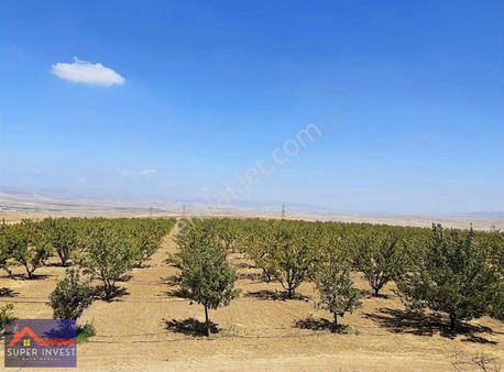 Ankara Bala Satılık Bakımlı Badem- Meyve Bahçesi