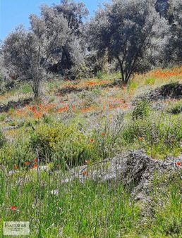 Seydikemer Bağlıağaç Mh 14780 M2 Arazi