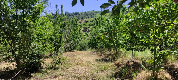 Salihli Gökköy'de Satılık 3562 M2 Kiraz Ve Meyve Bahçesi