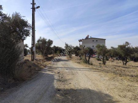 İzmir Torbalı Yazıbaşında İmar Sınırında Satılık Zeytinlik 2590 M2.