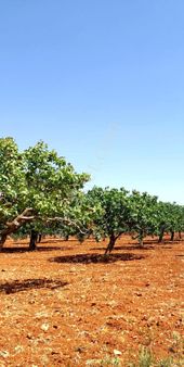 Beymahall Gyo Oğuzeli Yakacık'ta Yüksek Getirili Ağaçlı Fırsat Yayırımlık Arazi