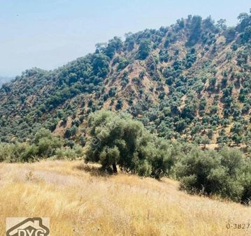 Fırsat Zeytinlik Aydın Sultanhisar/klavuzlar Köyü