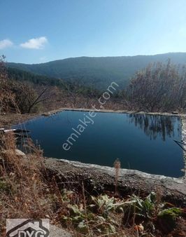 Satılık Elma Bahçesi