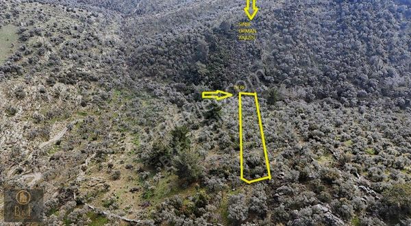 Muğla Milas Pınarcık Mahallesinde Fırsat Zeytinlik