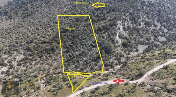 Muğla Milas Pınarcık Mahallesinde Fırsat Zeytinlik