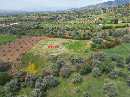 Antika Gayrimenkul'den Ödemiş Kutlubeylerde Satılık Zeytinlik