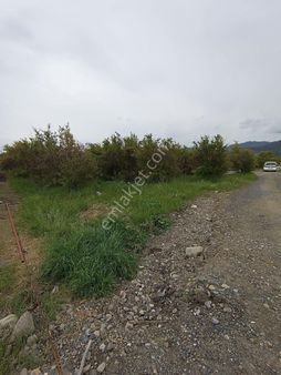 Ortaca Eskiköy Satılık Nar Bahçesi