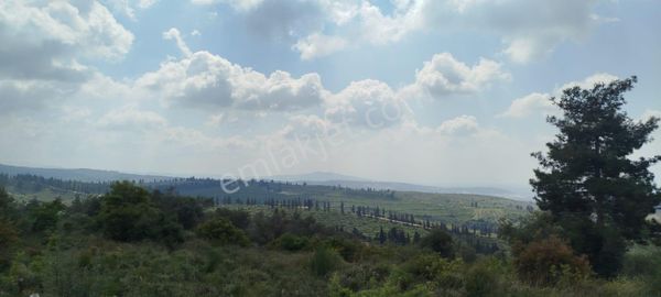 Torbalı Demirci Köyünde Satılık Manzaralı Zeytinli Tarla