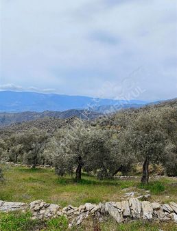 Göldere Mh Satılık Fırsat Yola Sıfır Zeytinlik!!!!!!!!!!!