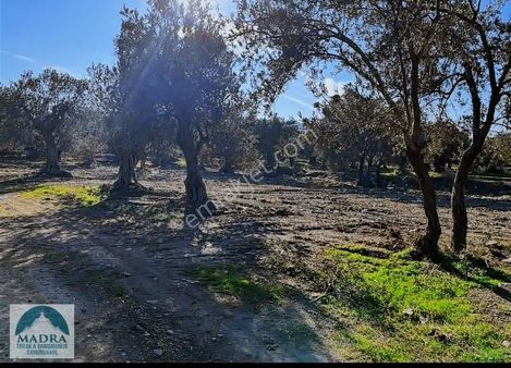 Balıkesir Burhaniye Yunus Mahallesi Zeytinlik