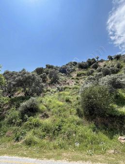 Sultanhisar Atça Yağdere Mah. Satılık 3.500m2 Zeytinlik