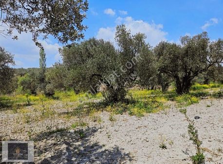 Zeytin Vezeytinyağının Kalbi: Zeytinliovada Fırsat 5kupon Arazi