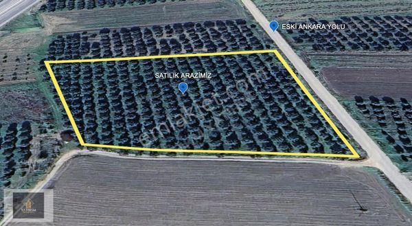 Akselendi Eski Ankara Yoluna Sıfır Konumda 9600 M2 Zeytinlik