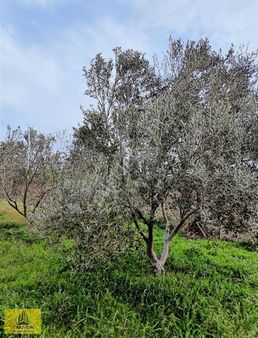 Çanakkale Merkez Dümrek Satılık 4252 M2 Tarla Vasıflı Zeytinlik.