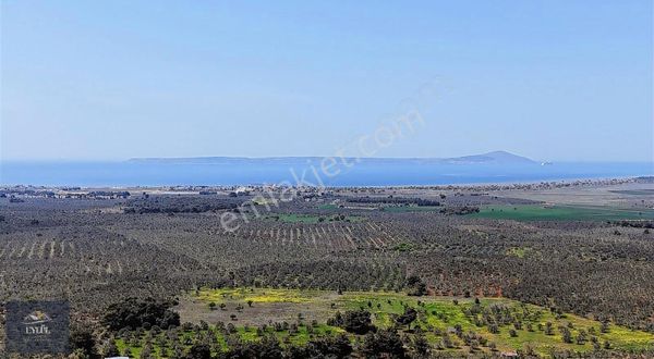 Geyikli Merkezde Muhteşem Konumda Satılık Zeytinlik