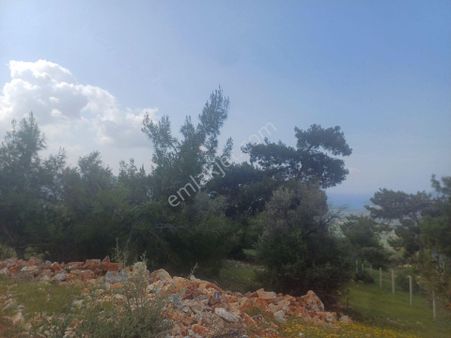 Milas Kazikli Mahallesinde Deniz Manzaralı Satılık Zeytinlik